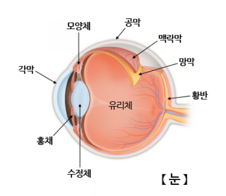 노안
